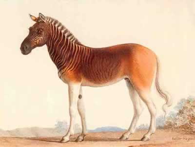 The Quagga, by Irene Tineo Peiró, E1E